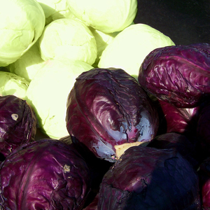 Tip_thumb_gracz______________purple-cabbage-697610_1280